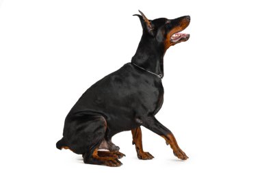 Doberman beyaz arkaplanda izole edildi