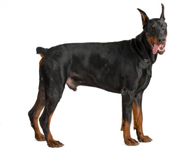 Doberman beyaz arkaplanda izole edildi