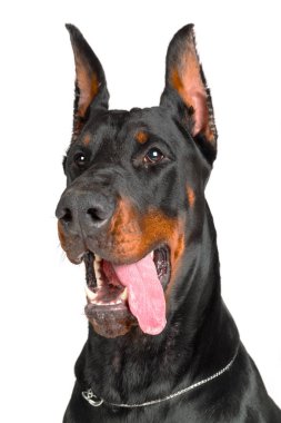 Doberman beyaz arkaplanda izole edildi