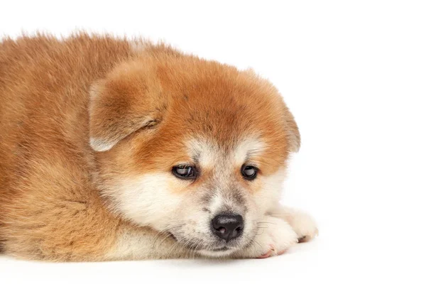 Akita Inu Valp Hund Vit Bakgrund — Stockfoto