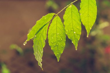 Yeşil taze bitkiler arka plan için çimenleri kapatın 