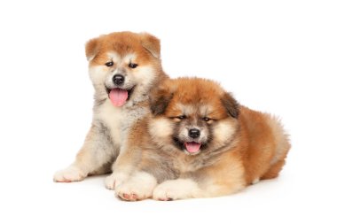 Beyaz arka planda Akita Inu yavru köpeği