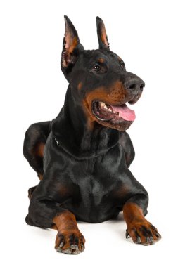 Doberman beyaz arkaplanda izole edildi