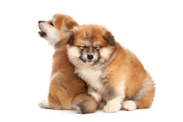 Akita Inu Welpe Hund Auf Weißem Hintergrund — Stockfoto