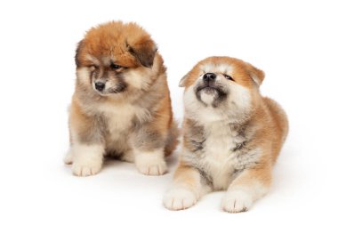 Beyaz arka planda Akita Inu yavru köpeği