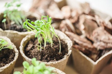 ahşap bir masa üzerinde fide turba tencerede bitki