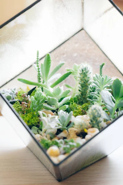 Gros Plan Vase Florarium Verre Avec Des Plantes Succulentes Petit — Photo