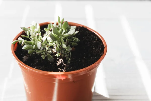 Varios Tipos Plantas Suculentas Casa Floración Fondo —  Fotos de Stock