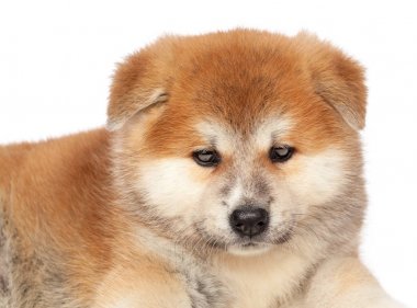 Beyaz arka planda Akita Inu yavru köpeği