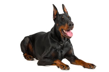 Doberman beyaz arkaplanda izole edildi