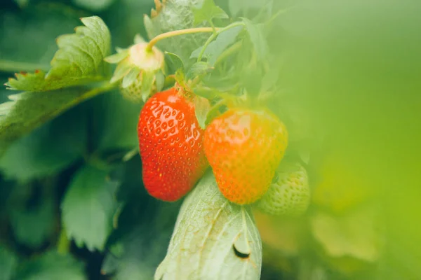 Strawberries on strawberry plant close up in the morning light