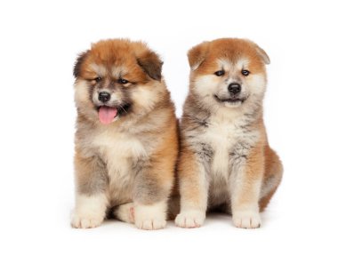 Beyaz arka planda Akita Inu yavru köpeği