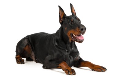 Doberman beyaz arkaplanda izole edildi