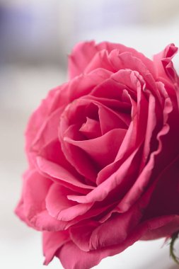 Güzel gül çiçeğinin arkaplanını kapat