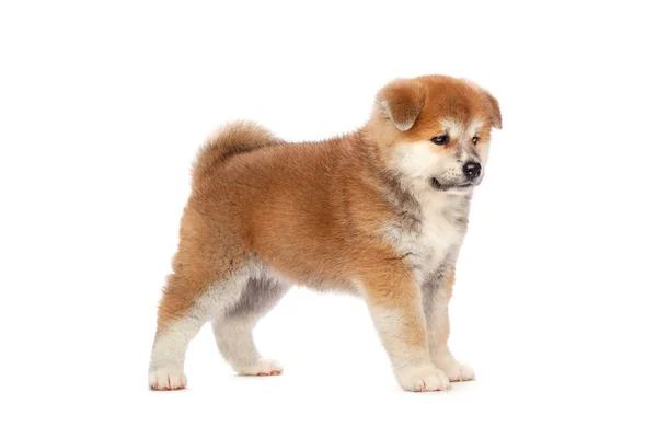 Akita Inu Cucciolo Cane Sfondo Bianco — Foto Stock