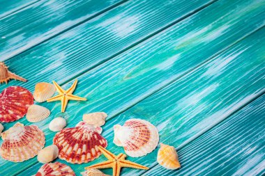 Renkli ahşap zemin üzerinde farklı deniz kabukları