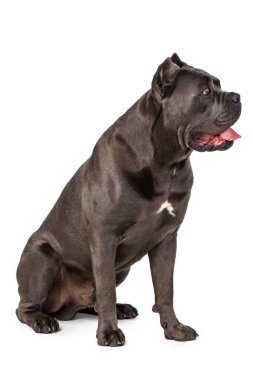 Beyaz arkaplanda Cane Corso köpeği