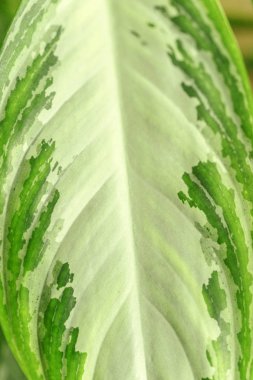 Yeşil taze bitkiler arka plan için çimenleri kapatın 