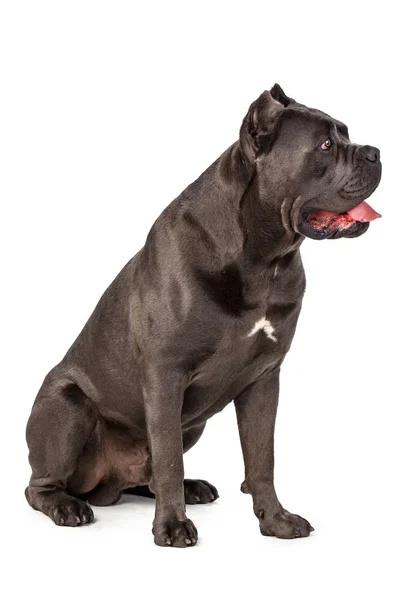 Cane Corso Hond Witte Achtergrond — Stockfoto