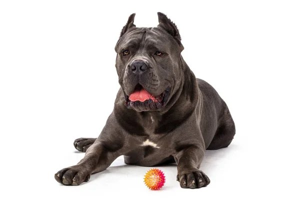 Cane Corso Hond Witte Achtergrond — Stockfoto