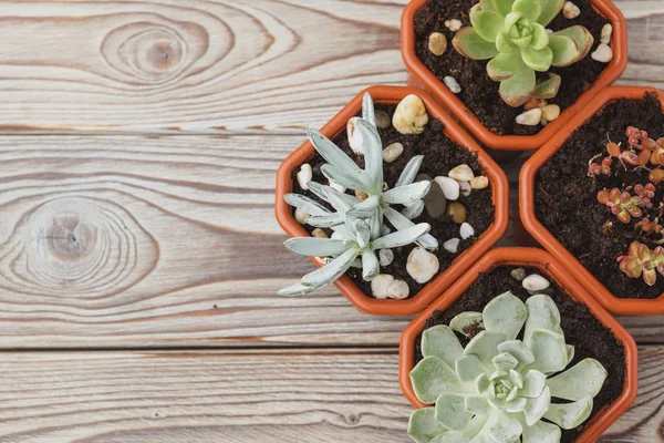 Mini green succulent house plants in brown plastic pots — Stock Image Mini Green Succulent House Plants Brown Plastic Pots Royalty Free Stock Photos