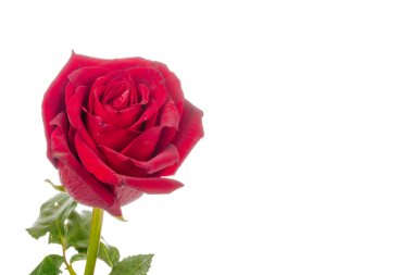 Beyaz arkaplanda yeşil yapraklı kırmızı gül