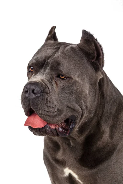 Cane Corso Kutya Fehér Háttér — Stock Fotó