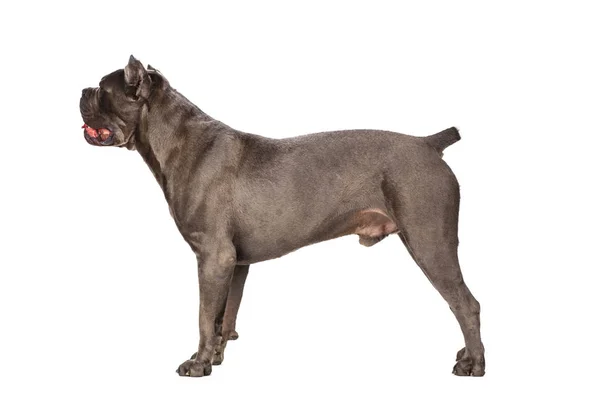 Cane Corso Hond Witte Achtergrond — Stockfoto