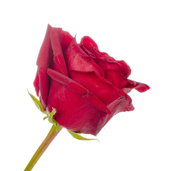 Červená Růže Zelenými Listy Izolované Bílém Pozadí — Stock fotografie
