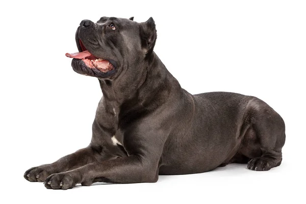 Cane Corso Hund Vit Bakgrund — Stockfoto