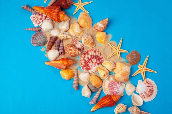 Düz yatıyordu. Üst Manzara. Mavi arkaplanda çeşitli kabukların çerçevesi.