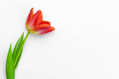 Fresh tulip flowers isolated on white background clipart