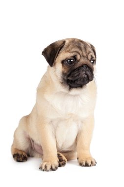 Pug Dog beyaz arkaplanda izole edildi