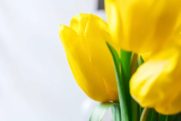 Zamknij Obraz Żółtego Tulipana — Zdjęcie stockowe