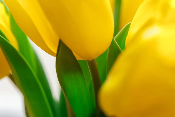 Zamknij Obraz Żółtego Tulipana — Zdjęcie stockowe