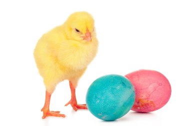 Paskalya renkli yumurtalar ve beyaz üzerine izole edilmiş küçük şirin bir tavuk.