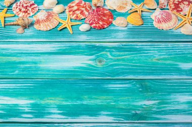 Renkli ahşap zemin üzerinde farklı deniz kabukları