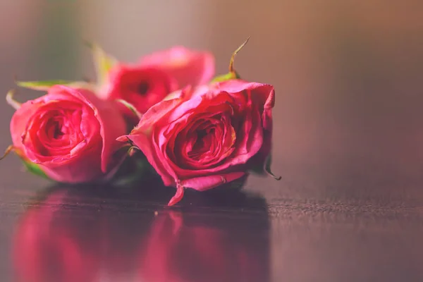 Közeli Piros Rózsa Virág — Stock Fotó