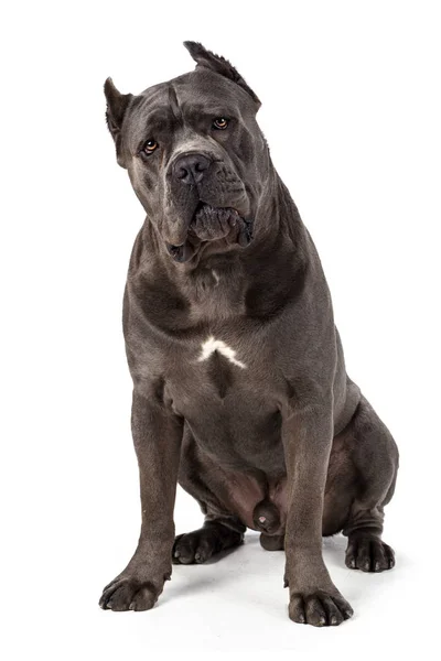 Cane Corso Собака Белом Фоне — стоковое фото