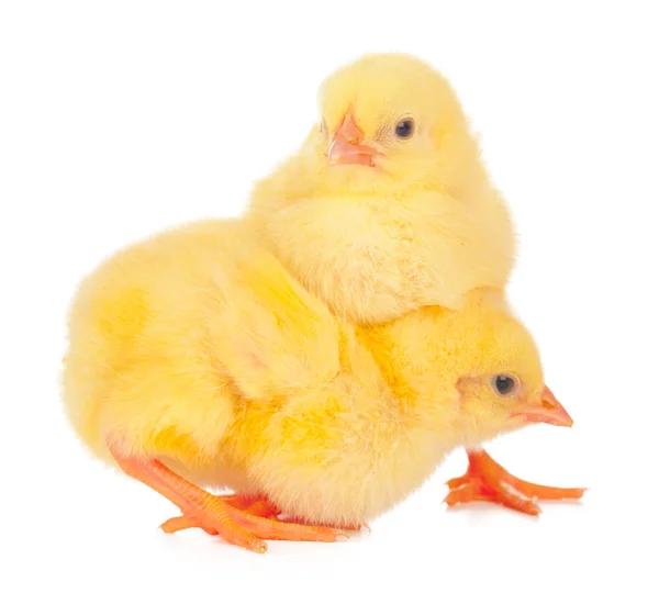 Kycklingar Framför Vit Bakgrund — Stockfoto