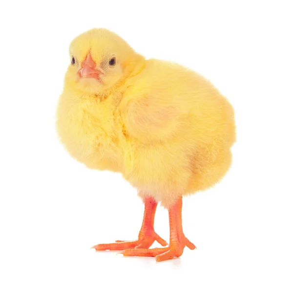 Cute Little Chicken Isolated White Background — Stock Photo, Image