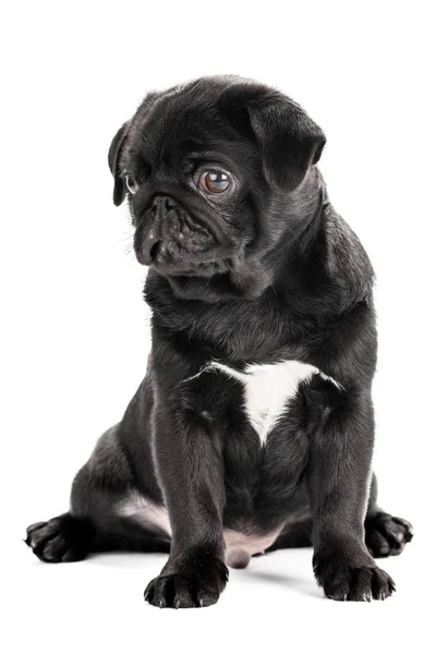 Pug Pes Izolovaný Bílém Pozadí — Stock fotografie