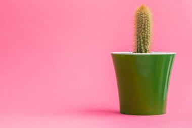 Pastel pembe arka plan üzerinde sulu bitkiler. Düz yatıyordu.