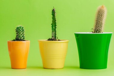 Yeşil arka plan üzerinde tropikal yeşil kaktüs.