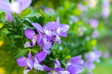 Bahar leylağı, mor çiçekler, soyut yumuşak çiçek arkaplanı.