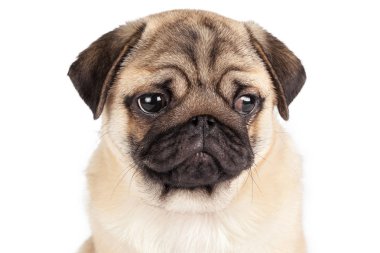 Pug Dog beyaz arkaplanda izole edildi