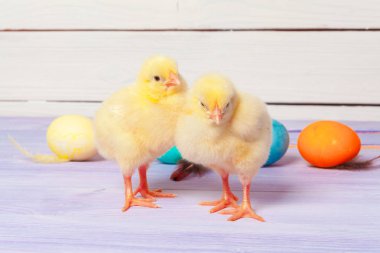 Tahta masada paskalya yumurtası taşıyan piliç.