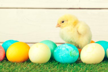 Yeşil çimlerde Paskalya yumurtası ve tavukları