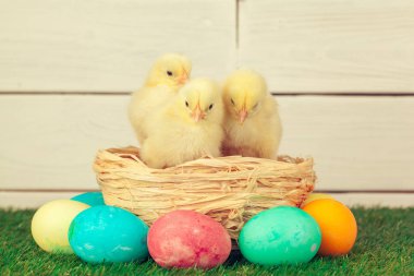 Yeşil çimlerde Paskalya yumurtası ve tavukları