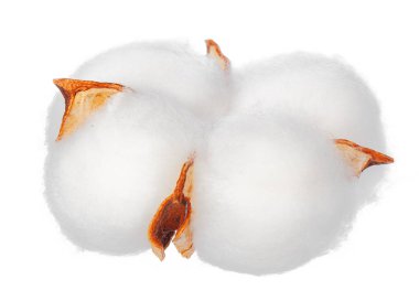 Beyaz arkaplanda pamuk çiçekleri